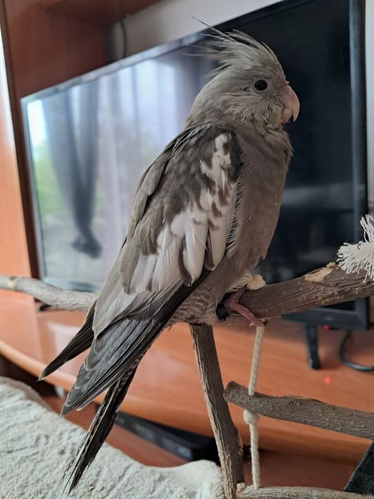 Caturra fêmea para acabar de criar a mão