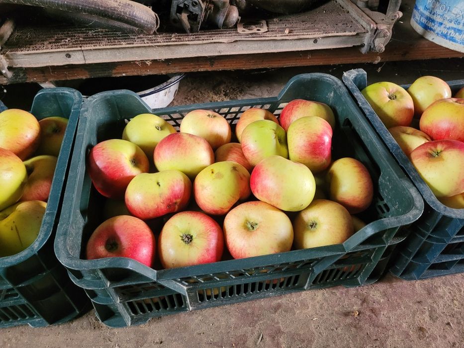 Jabłka 7kg/skrzynka