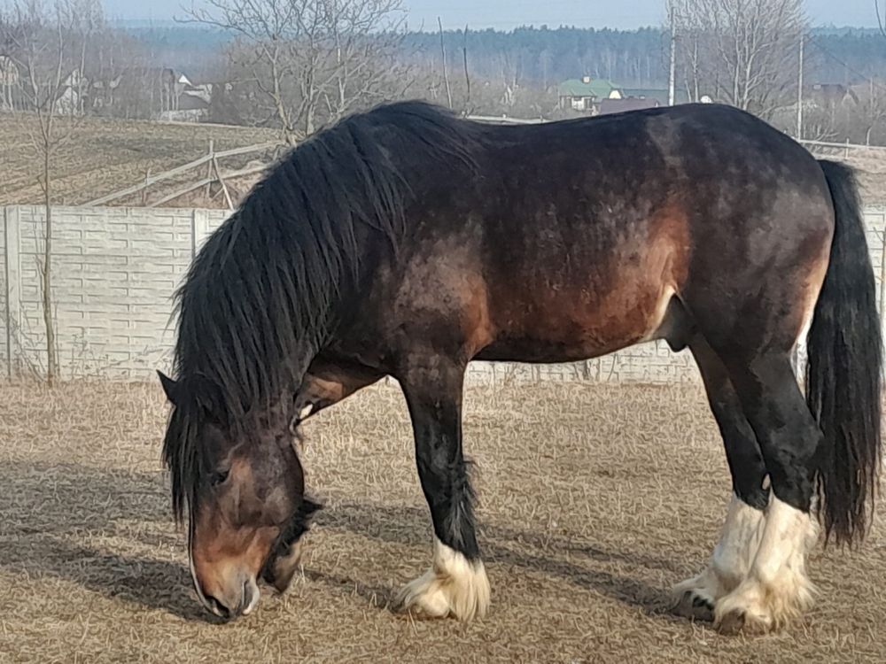 Ogierek 2,5 roku