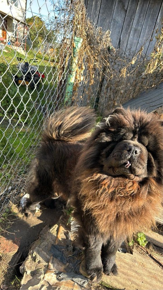 Chow chow Dorosly Piesek