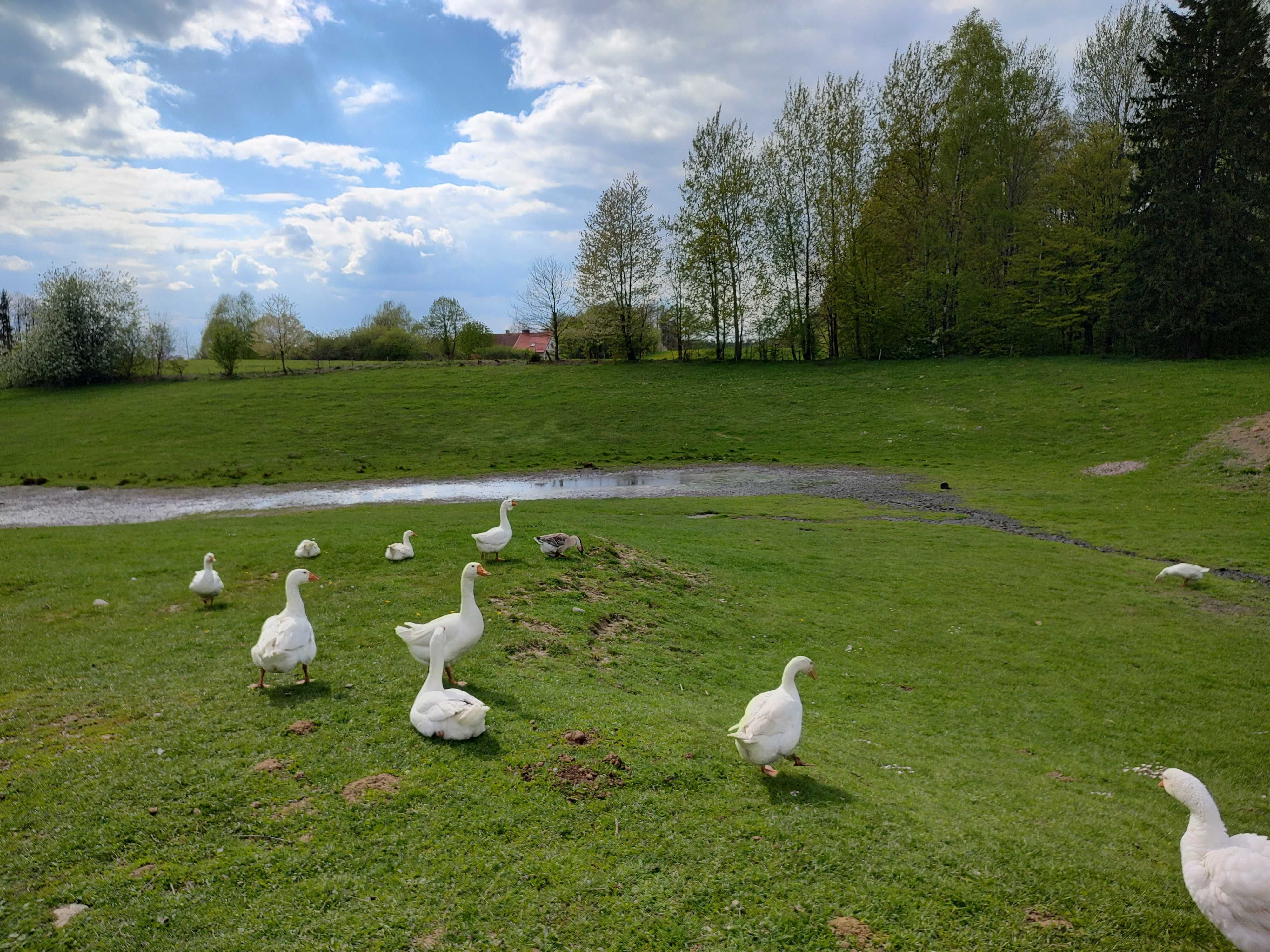 Kurczaki, indyki, kaczaki i gesiaki.