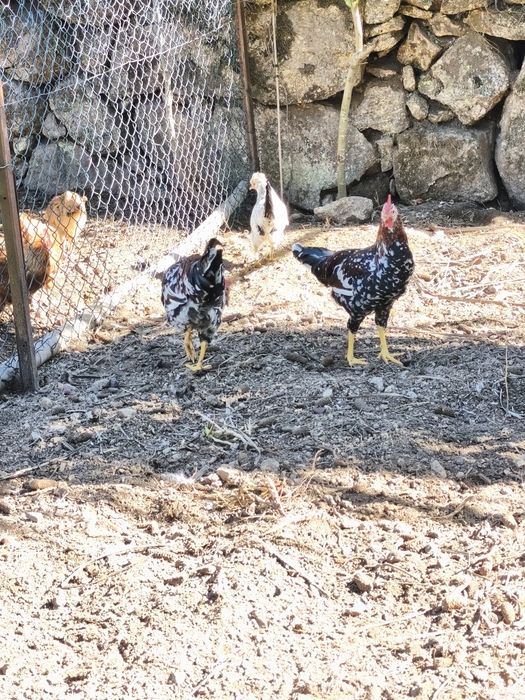 Leghorn casal 5meses