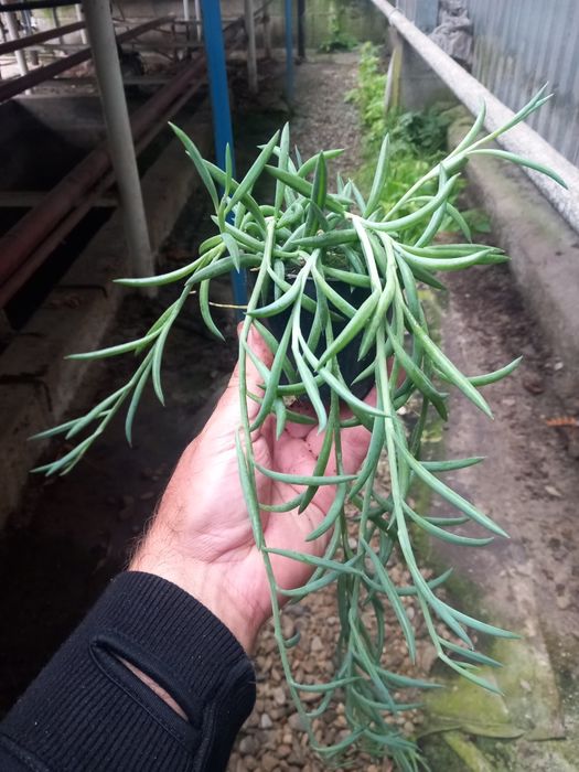 Starzec Senecio Hook