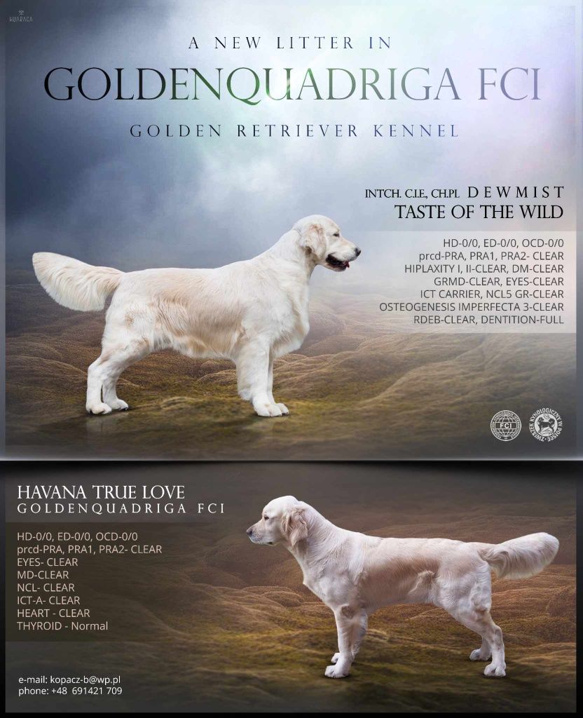 Golden Retriever po Interchamiopnie (import Szwecja) FCI/ZKwP