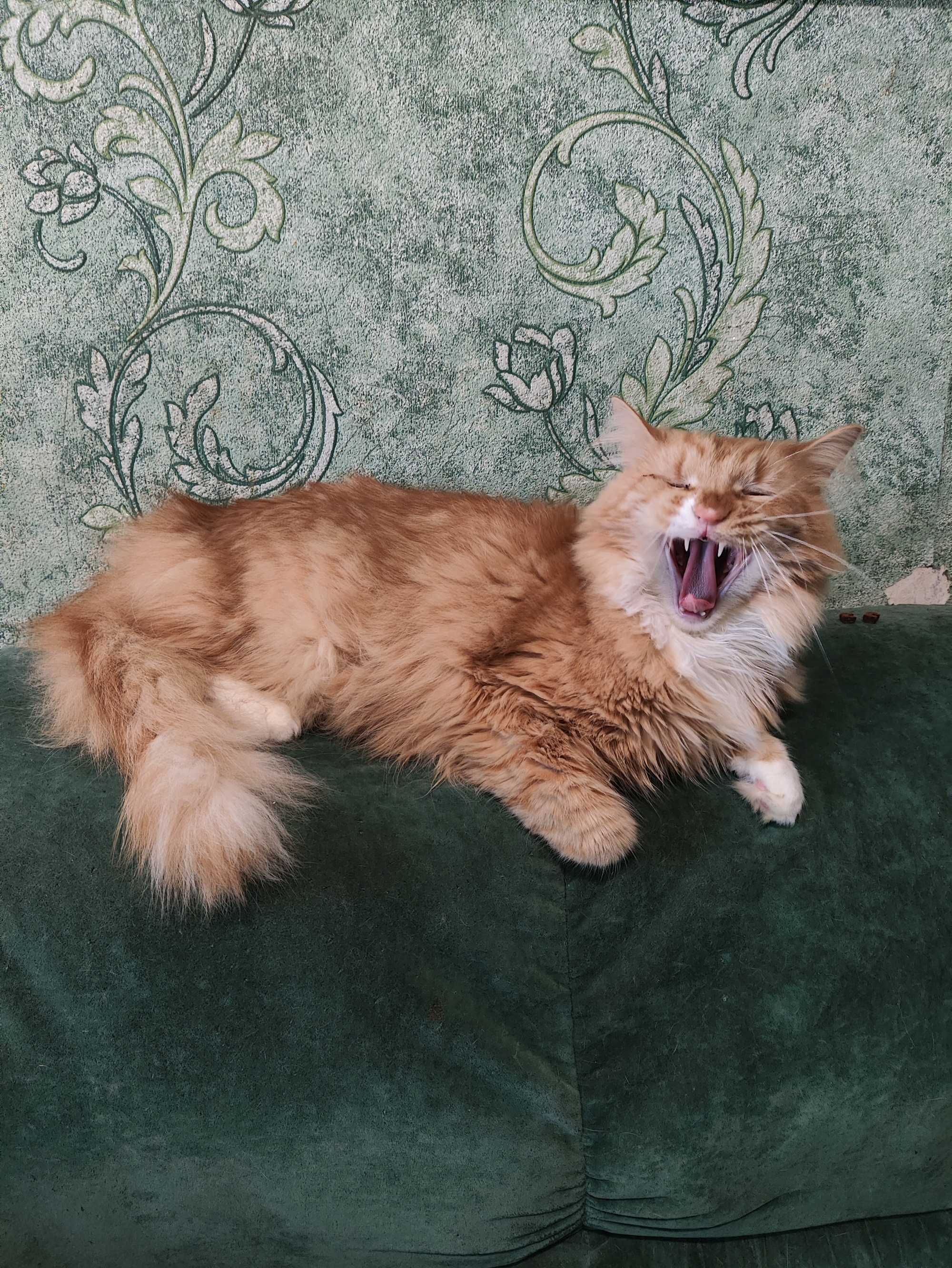 Кошенята шукають батьків (котята)