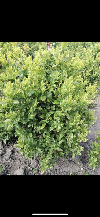 Самшит чотирьохрічний 50-55 см