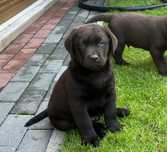 Labrador Retriever czekoladowy pies