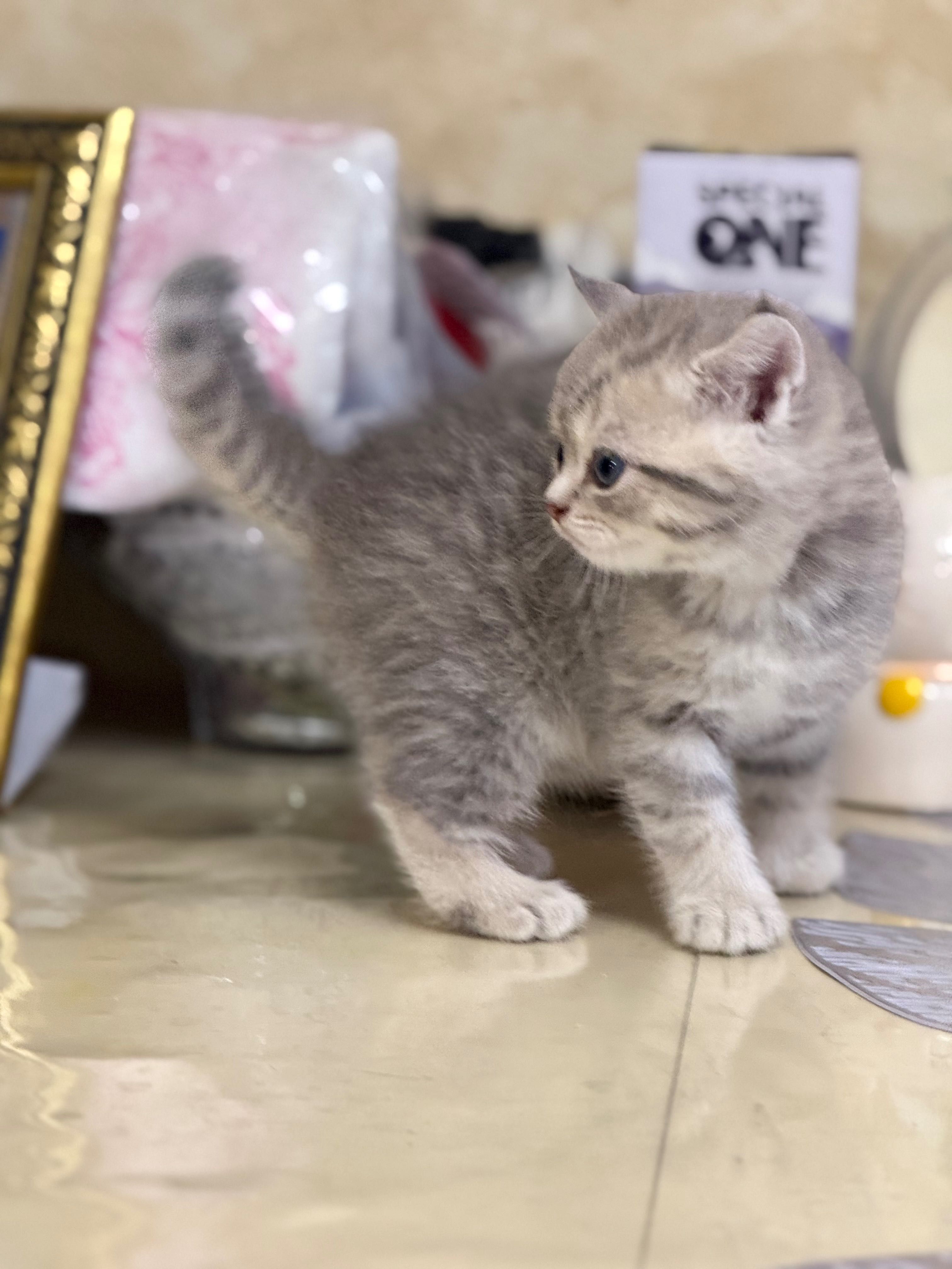 Шотландські кошенята