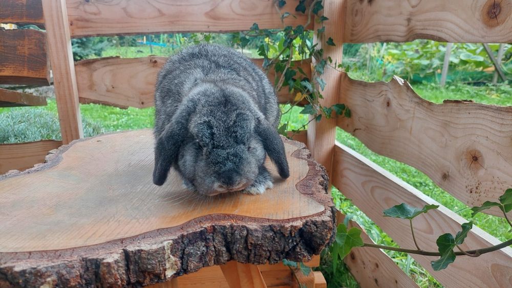 Karzełek baranek króliki miniaturki