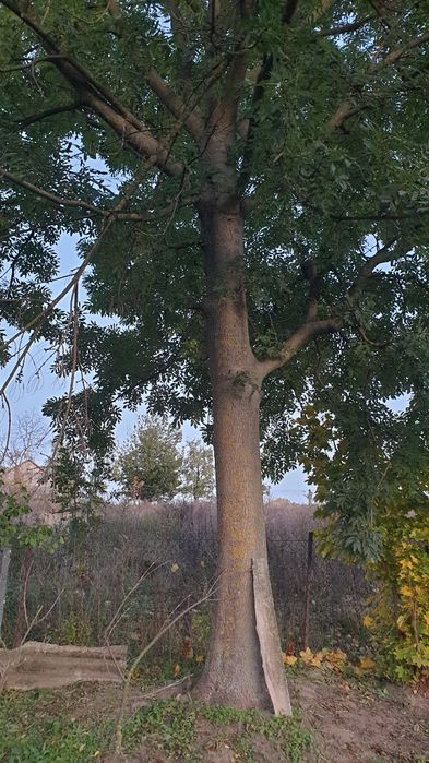 Oddam za wycinkę dwa drzewa:  jesion i orzech