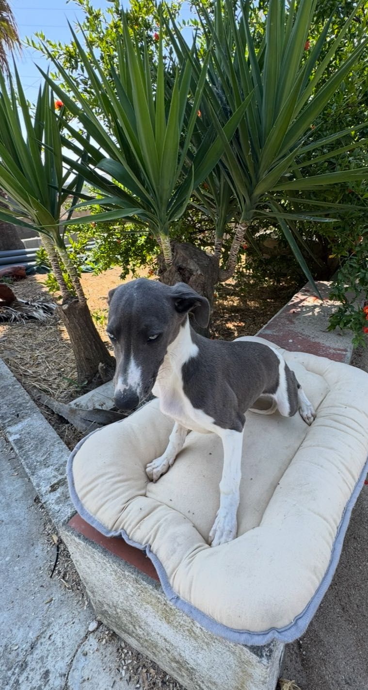 Galguinho Whippet