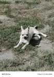 Chłopak Chihuahua do odbioru