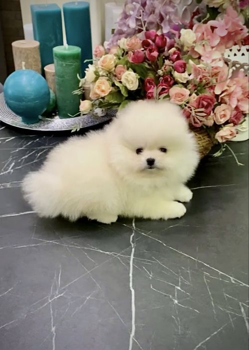 Белые щенки померанские шпицы. Щенок померанец в типе мишка с документ