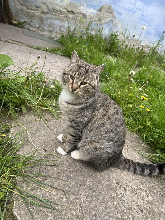 Котик у хороші руки