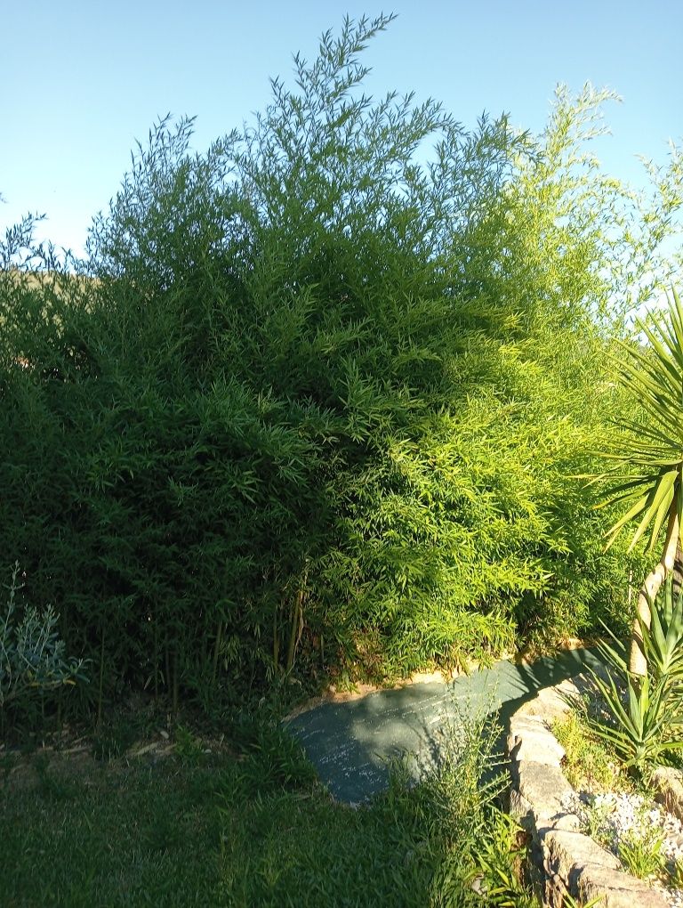 Canas bambu novas
