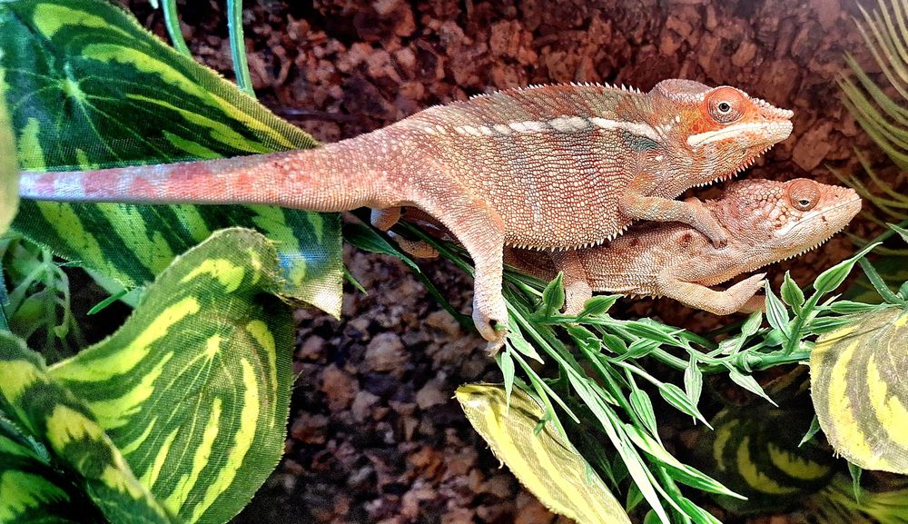 Jaszczurki jaszczurka kameleon