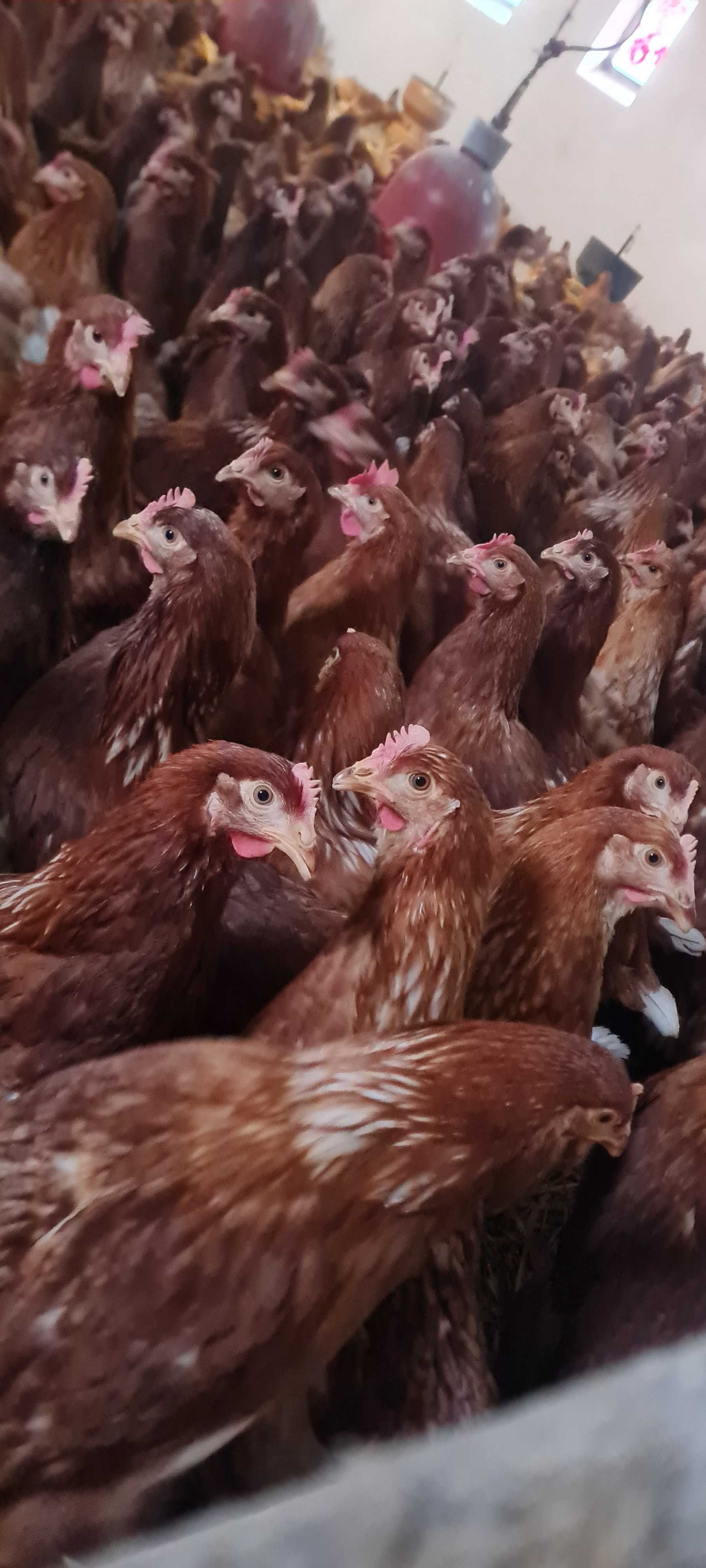 Kury NIOSKI młode z jajkiem ! Kurczaki z wolnego wybiegu od hodowcy !