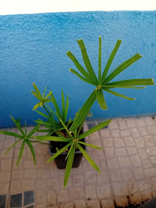 Sombrinha Chinesa / Papiro anao