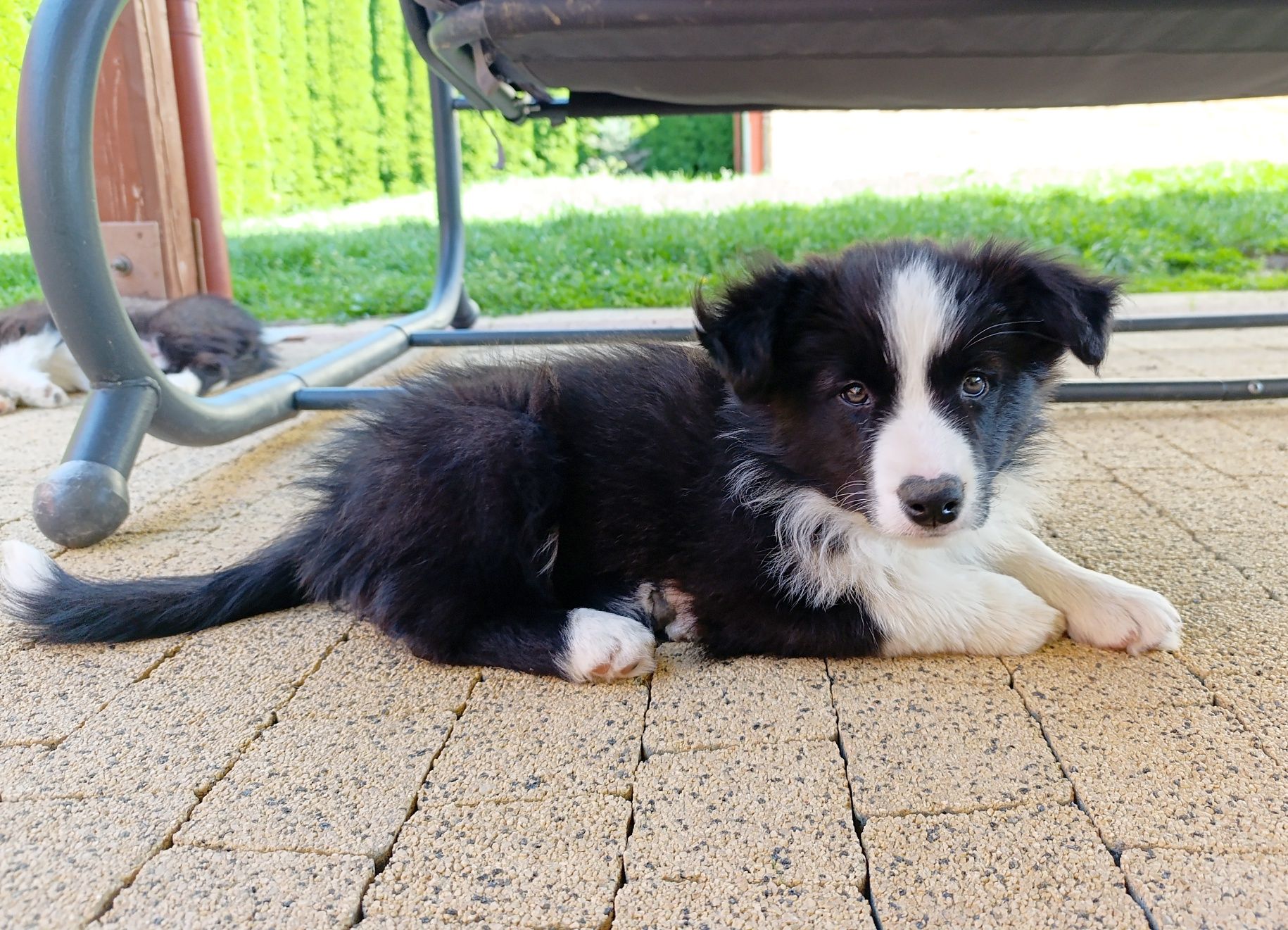 Piesek border collie ZKwP samczyk