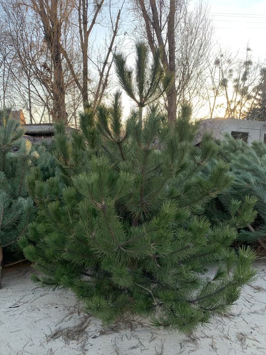 Доставка Елки новогодняя сосна домой доставка сосны Крымско надом