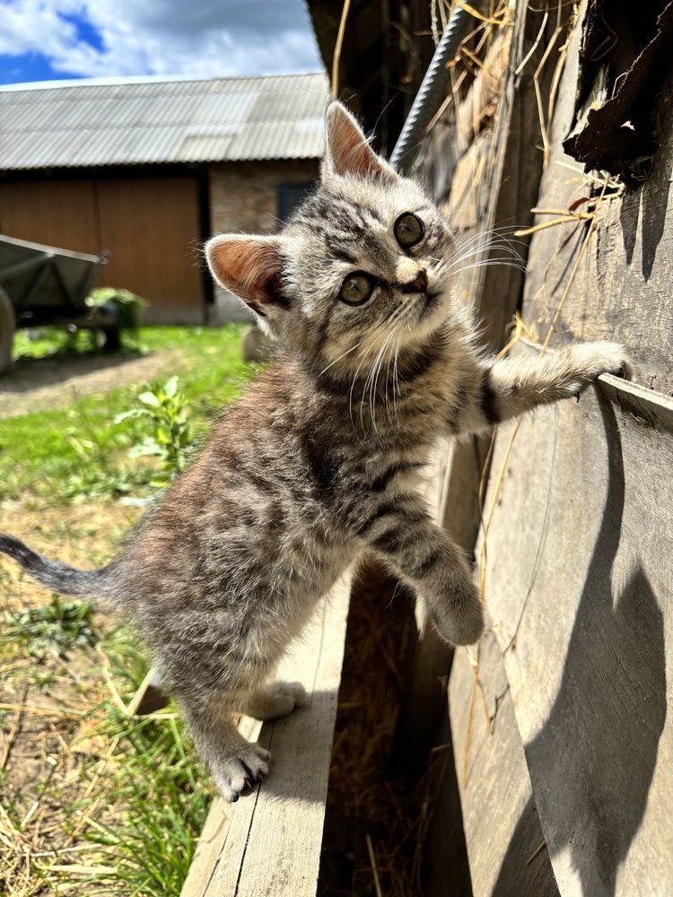 Віддам котика в добрі руки