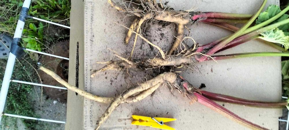 Sadzonki rabarbaru malinowego Lider