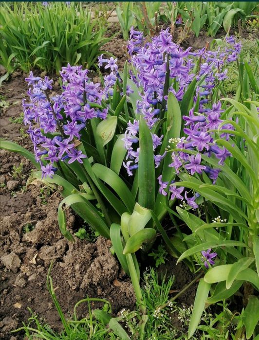 Продам гіацинт, купальниця (калюжниця) декоративна  купчасті квіти