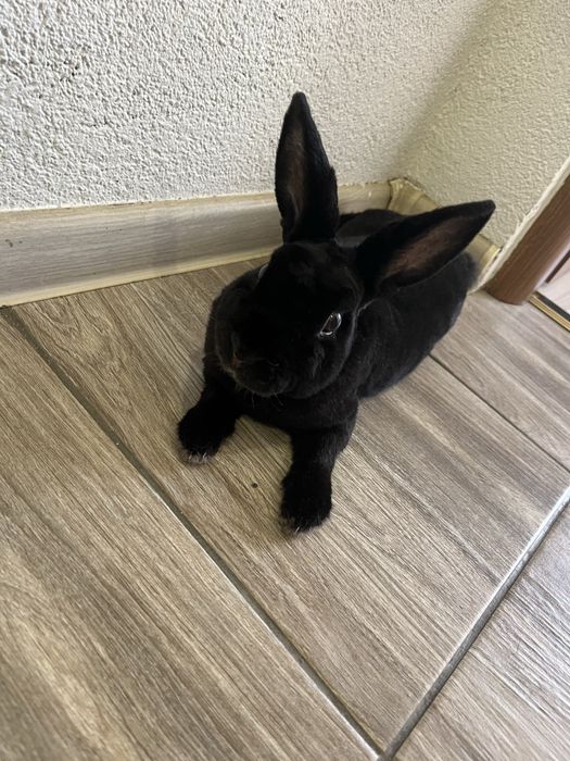 Oddam Króliczka w dobre ręce