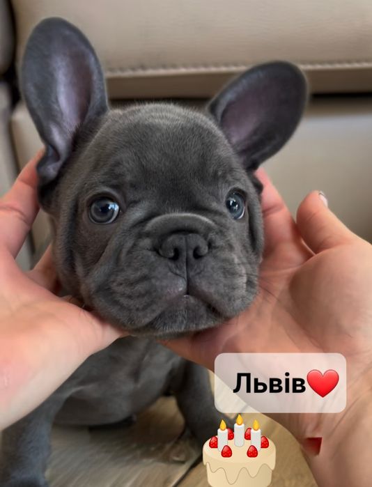 Львів. Хлопчик міні