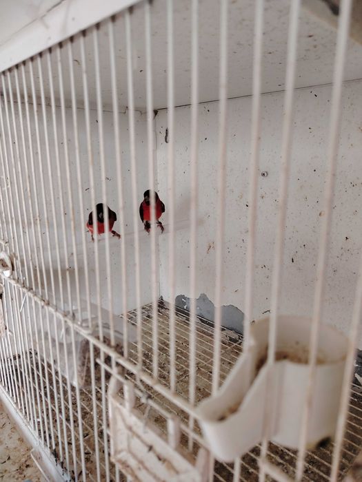 Cardinalitos machos 2025 e carpudacos de mutação