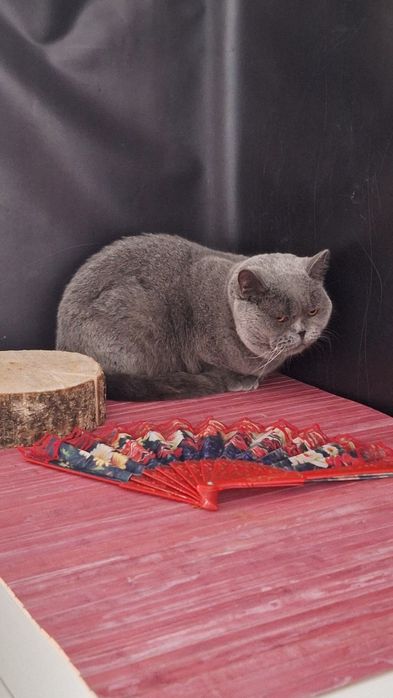 Британська дівчинка.