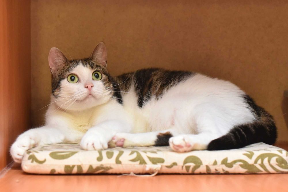 Бася достойна стать домашней