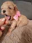 Cudna dziewczynka Cleo Maltipoo rodzice wystawowi
