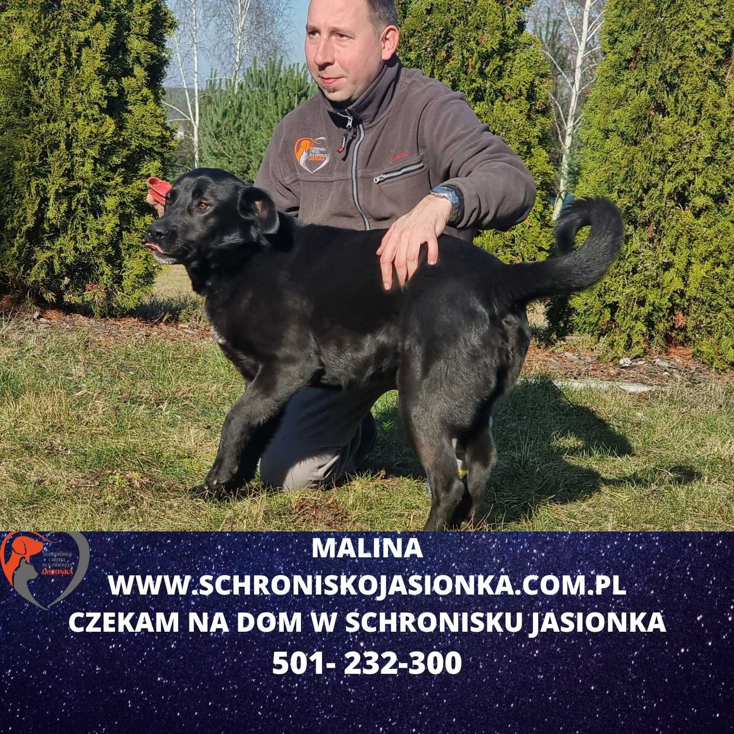 labrador mix  Malina w schronisku jasionka