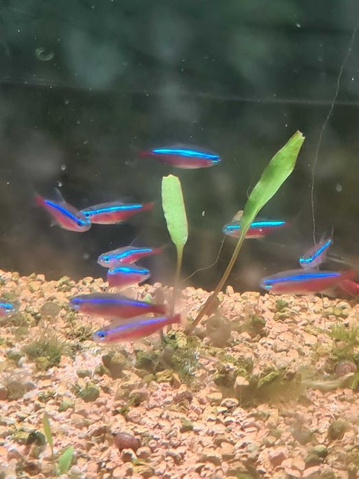 Neon czerwony, neon Axelroda - ładnie wybarwiony