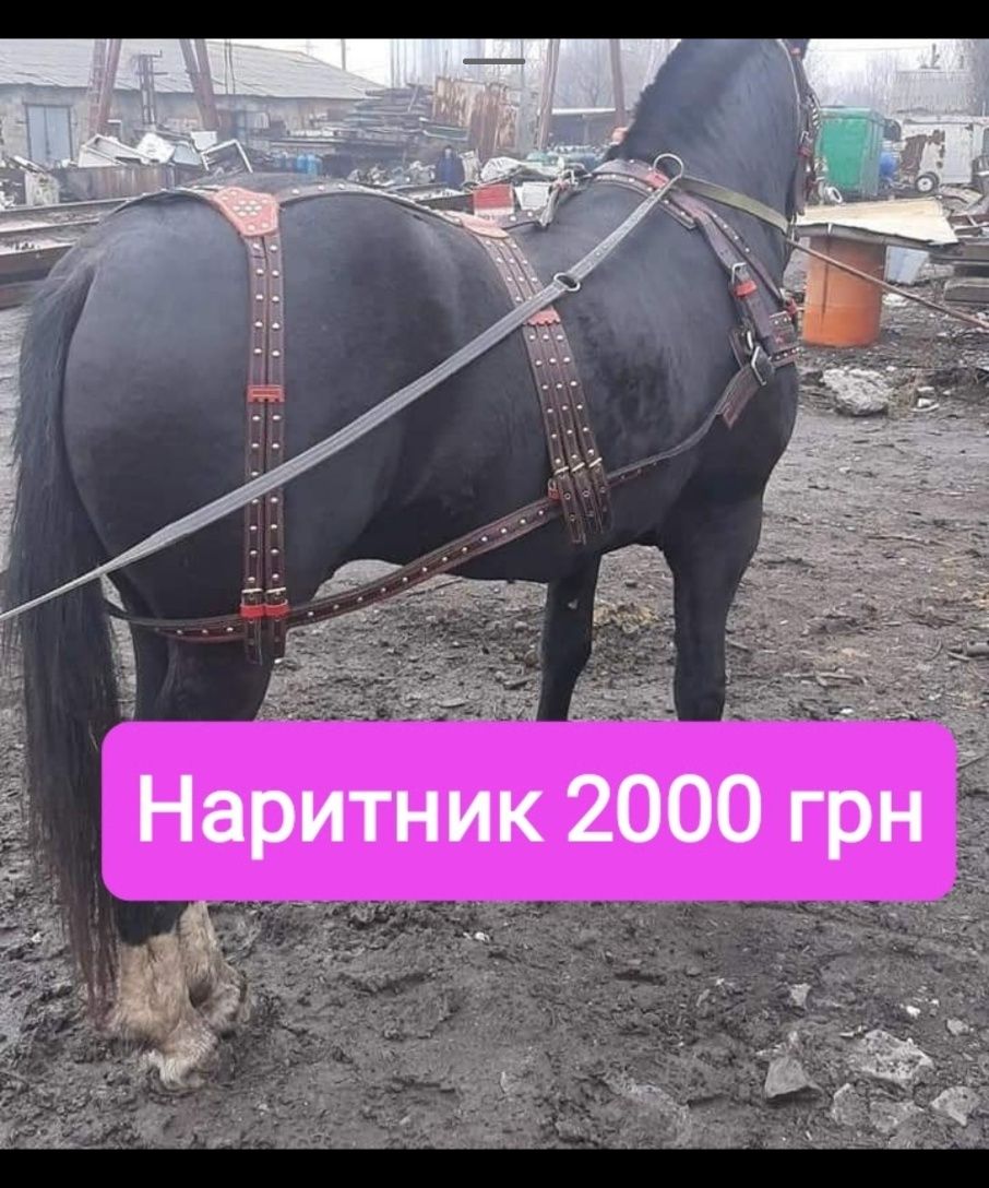 Наритнік та шлея разом 4000,грн чорний колір