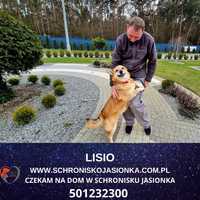 Lisio- do adopcji