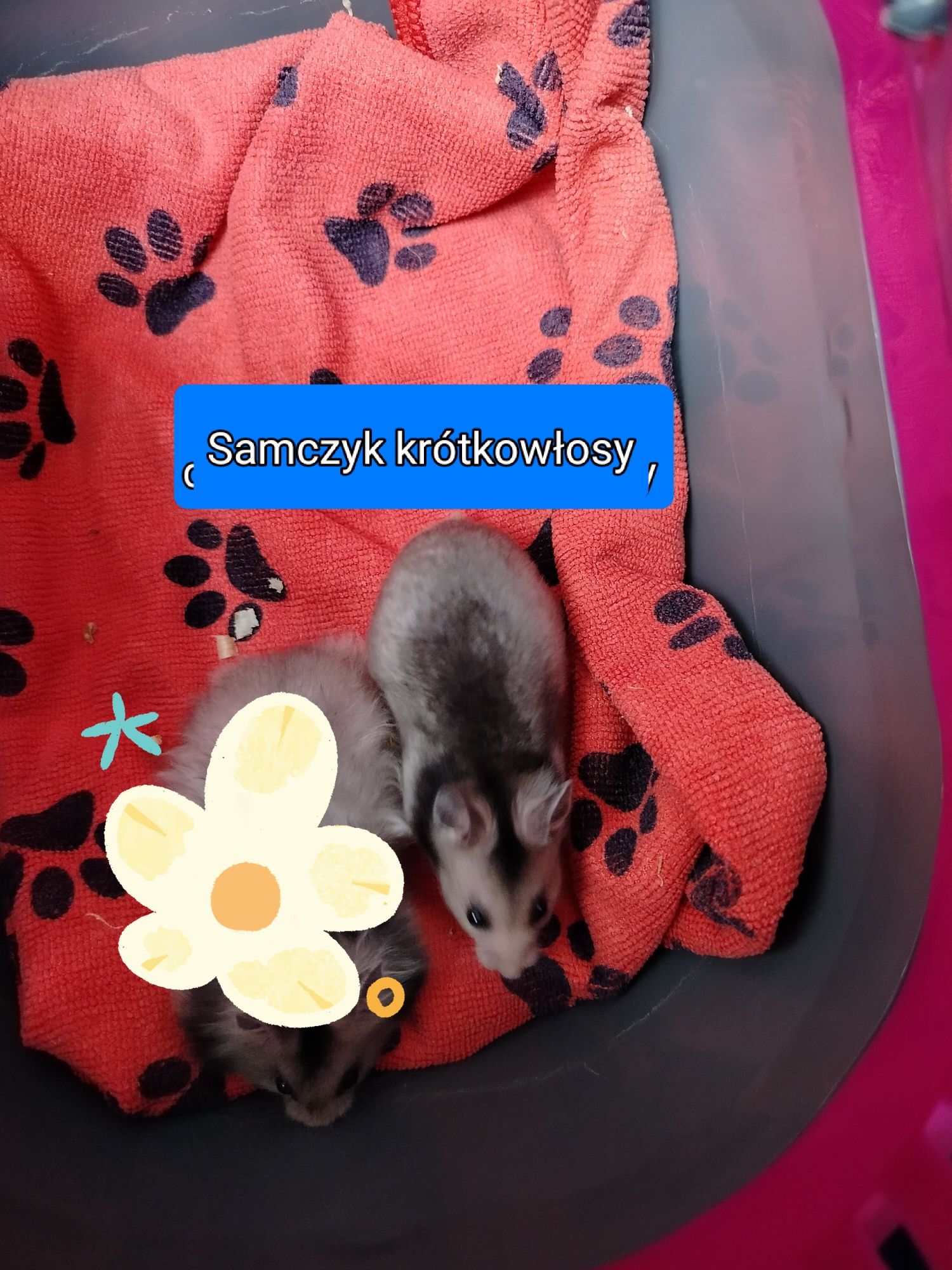 Chomiki syryjskie młode