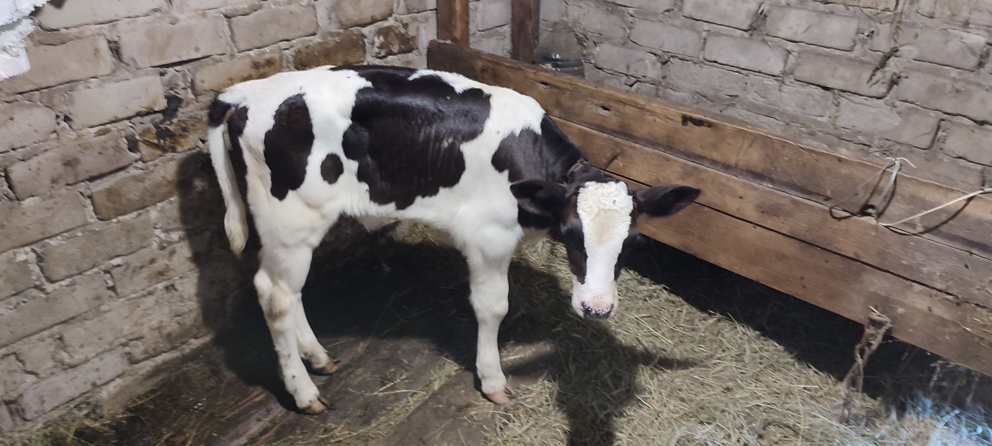 Продам теличку від молочної корови