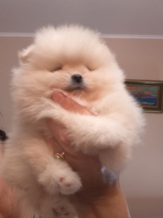 Померанский шпиц