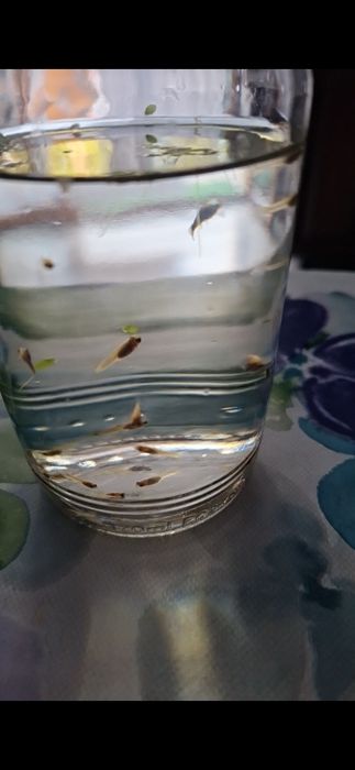 Młode gupiki  cena za sztuke