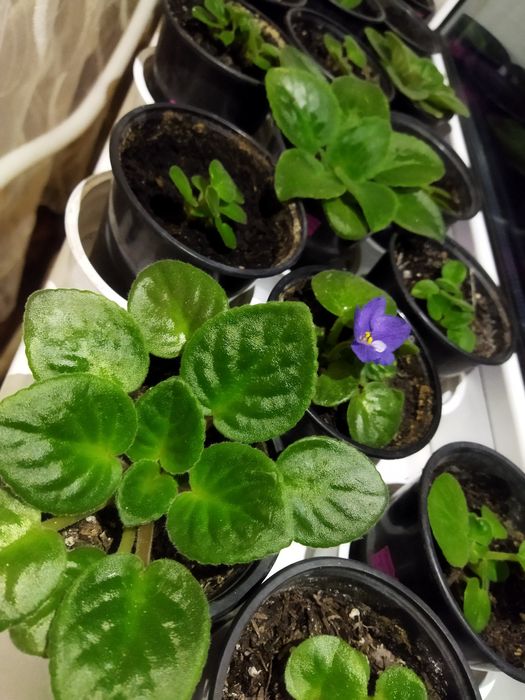 Сортові кімнатні фіалки (Сенполії)