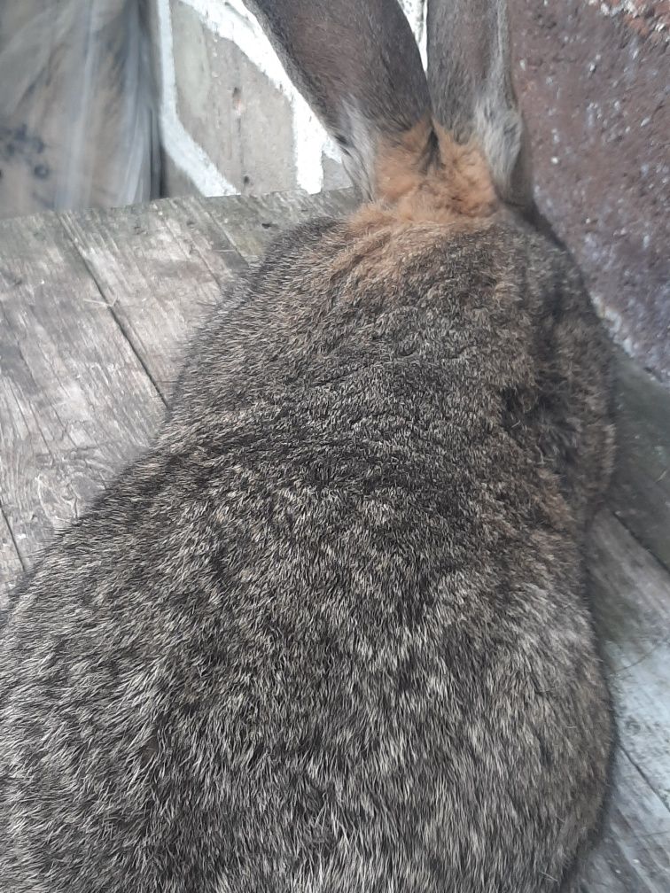 Sprzedam samice szaro wiek 7niesiecy waga 7,40 kg ucho 23 cm oraz samc
