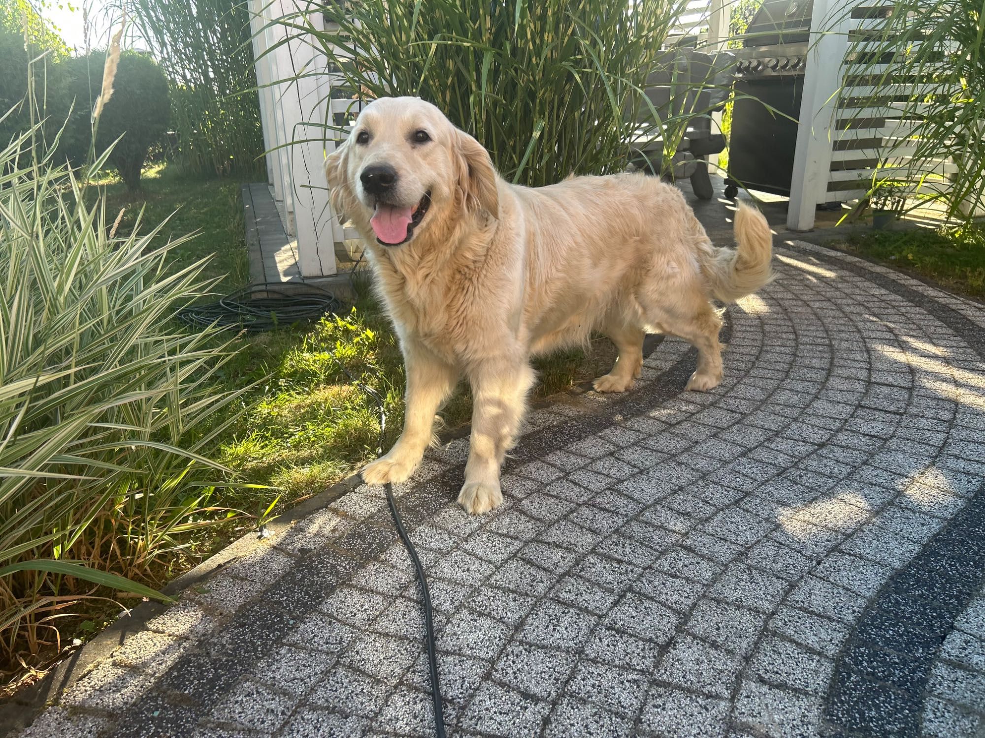 Golden Retriever przyjazna radosna sunia Goldenka