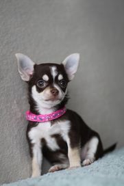 Chihuahua suczka czekoladowa