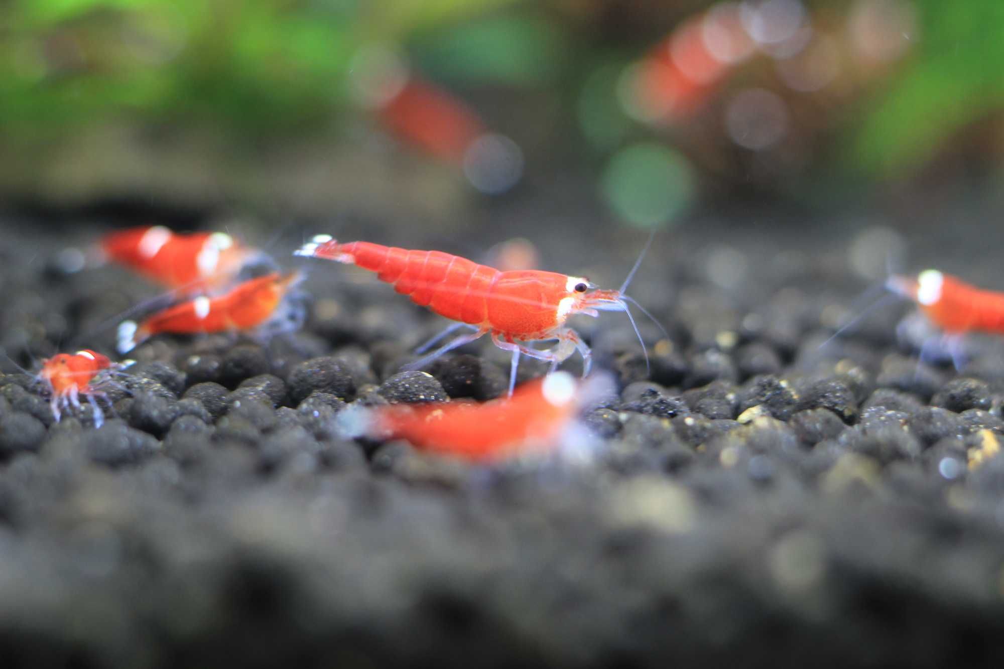 Krewetki Caridina Super Cristal Red - SCR