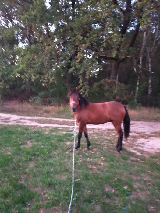 Koń ,ogierek huculski 15 miesięcy z pochodzeniem  wzrost 134 cm