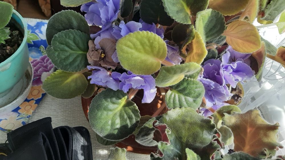 Фіалки багато видів