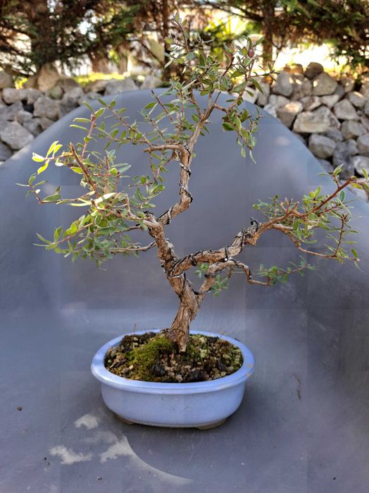 Bonsai Leptospermum