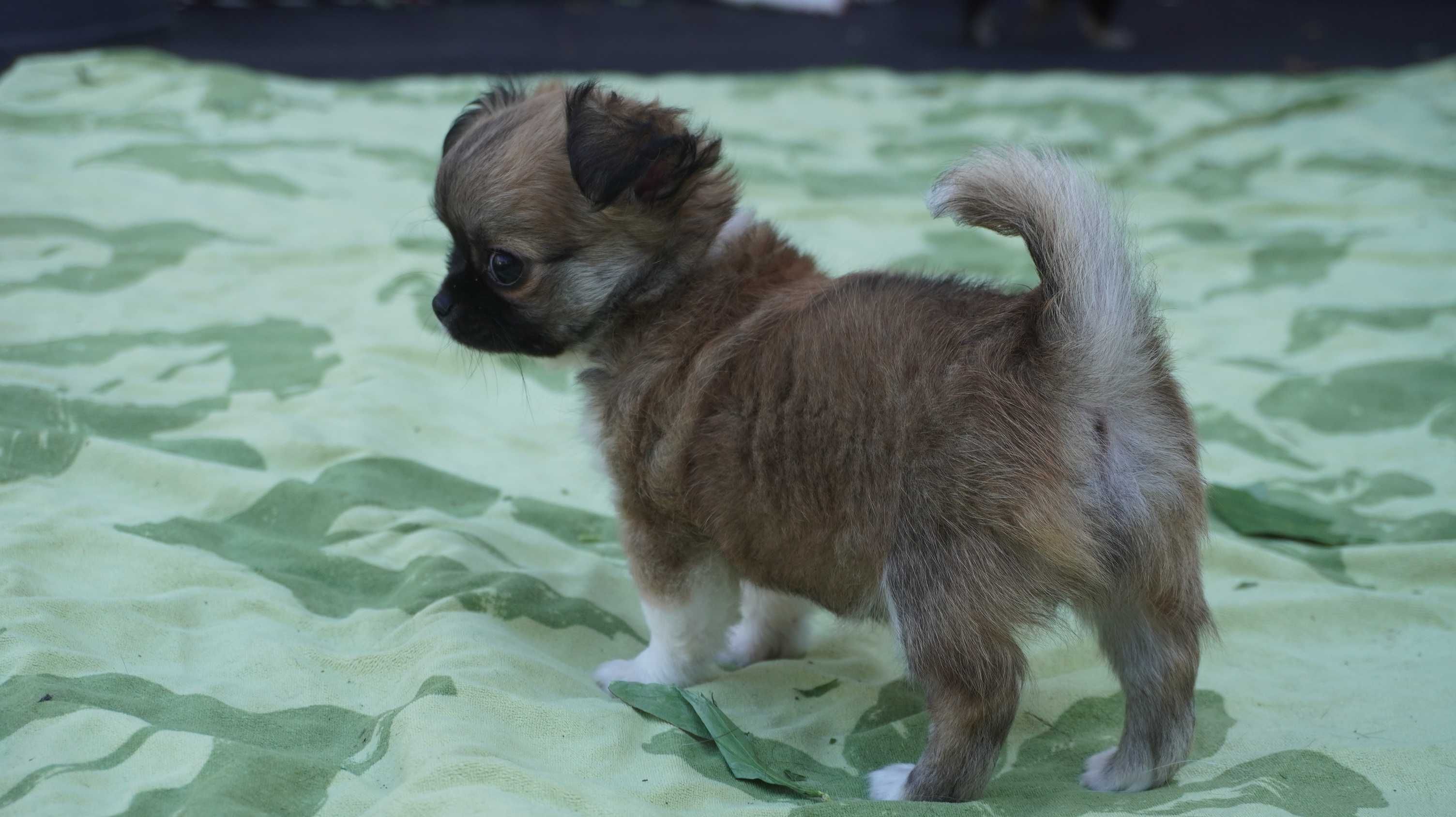 Słodki puszek, okruszek -  piesek długowłosy - Chihuahua - ZKwP/FCI